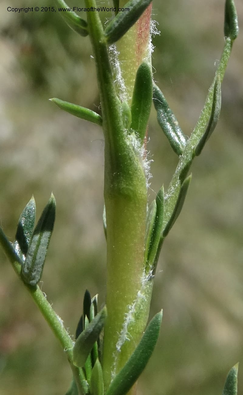 Tetraglochin alatum, Davidson, C 12788--Chile. Ruta 115, to Laguna del Maule. 24 Nov 2014. DSC07486 (301).JPG