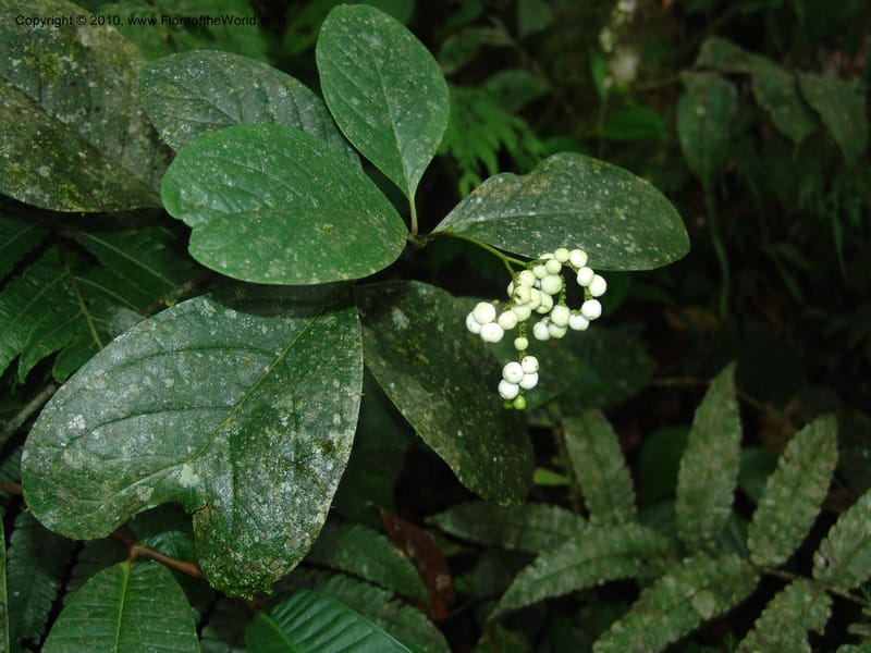 Tournefortia, Croat94425--Ecuador. Prov. Pichincha. Res. Guaycuyacu. 10 Feb 05. 190.jpg