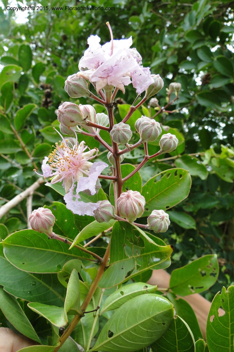 Lagerstroemia, Regalado 1970--Viet Nam. Forest Block 19. 15 May 2011. 238 (1).jpg
