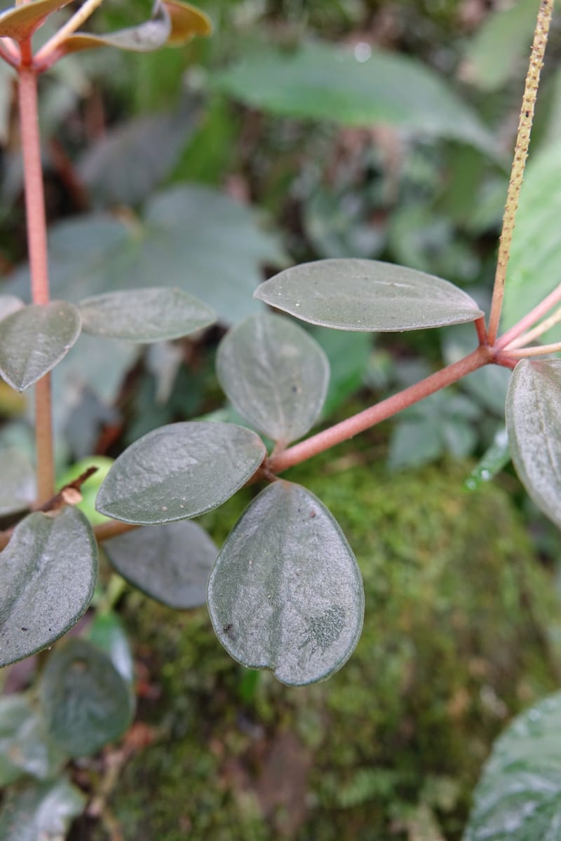 Peperomia sui, Tseng Yu-Hsin 1339--Taiwan. Xitou Nature Education Area. Giant Tree Logging Rd. 22 May 2016. DSC03924 (159).JPG