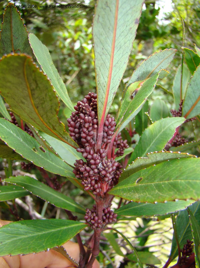 Ascarina, not coll.--New Caledonia. Monts Dzumac. 20 Nov 07. 094.jpg