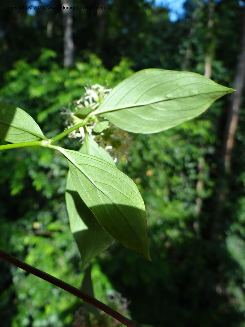 Hedyotis, VC 5667--Thailand. Trang. Peninsula Bot. Gard. Thungkhai. 17 Nov 2012. DSC00231 (14).JPG