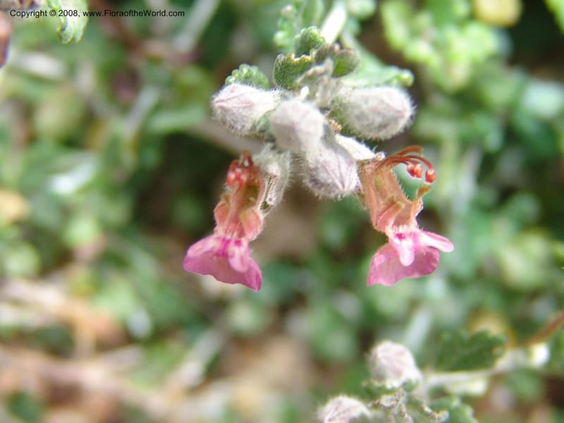 Teucrium divaricatum--Crete. Ep. Kisamos. Sirikari Gorge. 25 May 05. 252.jpg