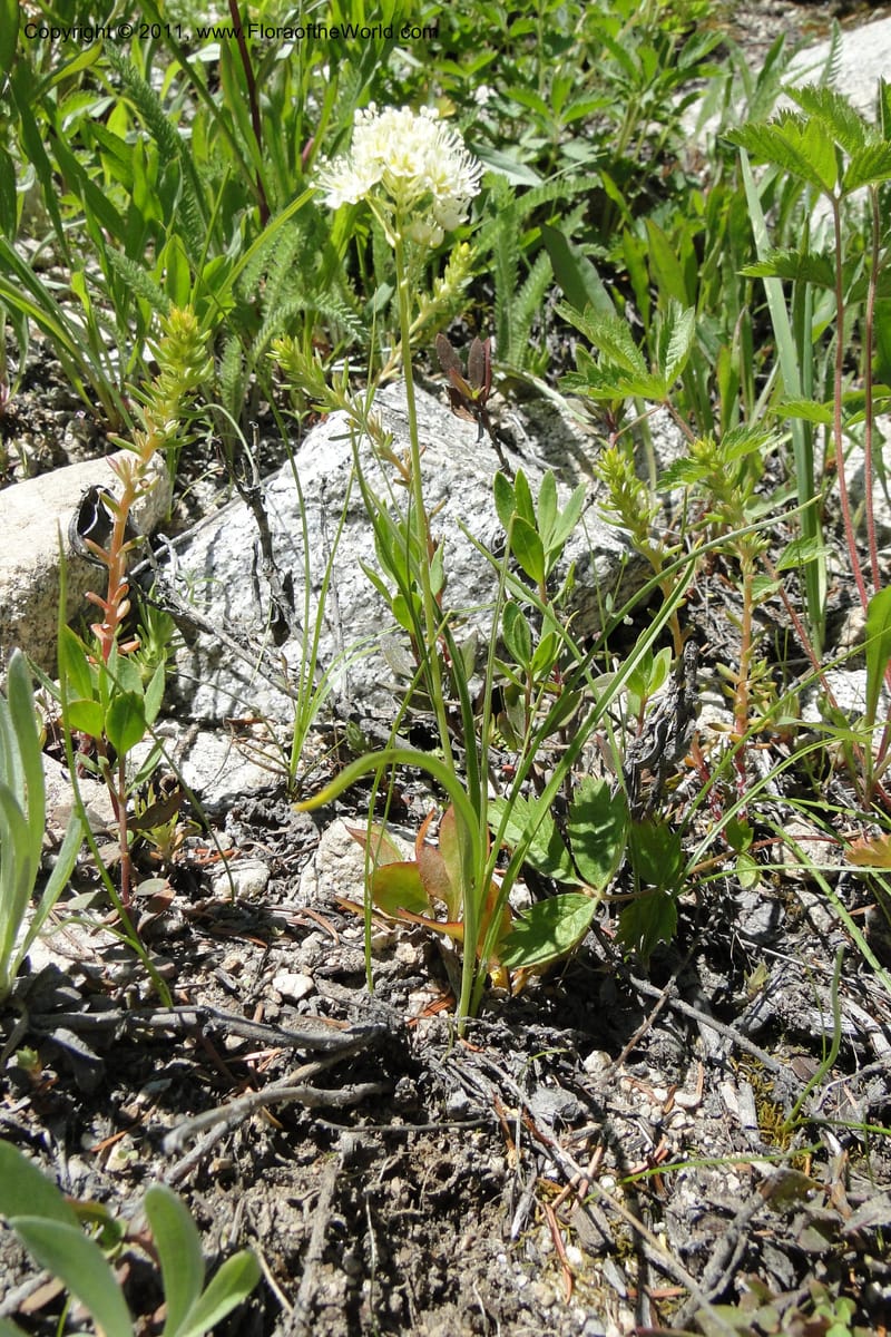 Zigadenus paniculatus, C. Davidson 11861--Idaho. Valley Co. Lick Creek Rd. 4 July 2011. 070 (15).jpg