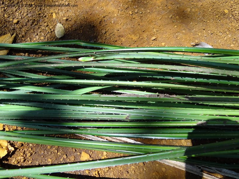 Pandanus pugnax, Callmander 1035--Malaysia, Sabah. Meliau Range. Ulu Tongod For. Res. 8 Apr 2012. DSC07780 (29).JPG