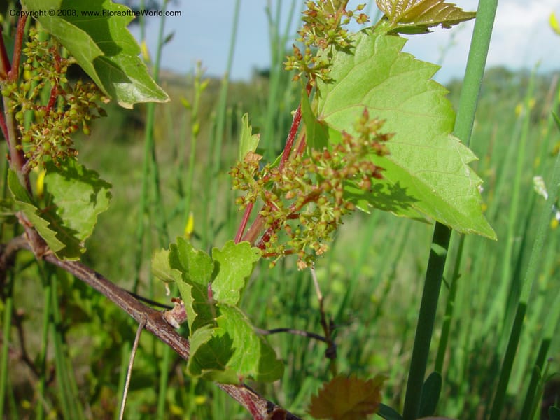 Vitis vinifera--Italy. Tuscany. Ris. Nat. Basso Merse. 20 May 03. 148.jpg