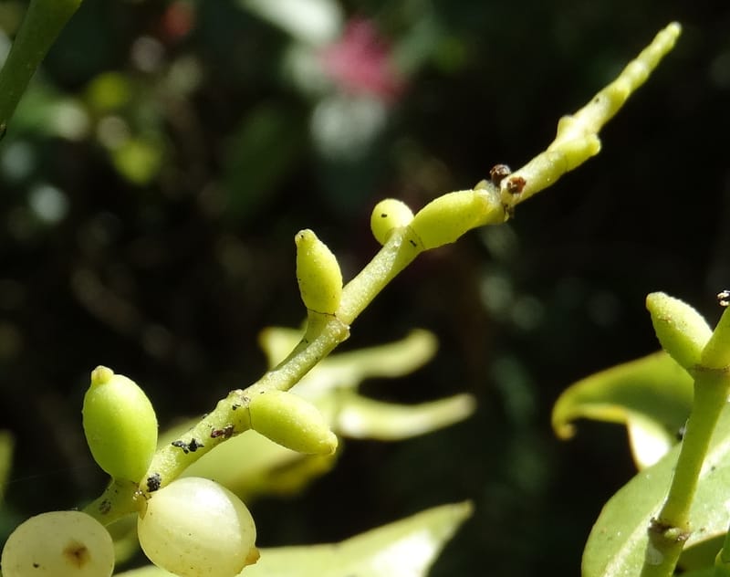 Ginalloa arnottiana, Davidson, C 12928--Sabah. Near generation plant. 28 Mar 2015. DSC01259 (10).JPG