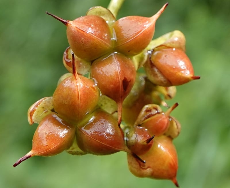 Tetracera, C. Davidson 13910--Gabon. M de C. Road past the cabins. 29 Oct 2018DSC09794 (20).JPG