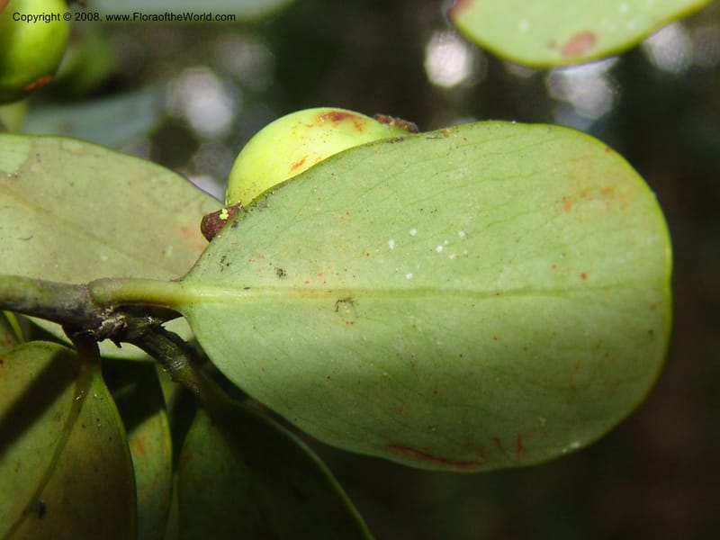 Garcinia, ZRogers1204--Madag. Anjozorobe, Aire Protegee, E Antsahabe. 17 Nov 06. 304.jpg