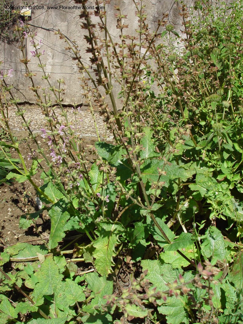 Salvia hierosolymitana--Italy. Tuscany. Univ. Firenze, Giardino dei  Simplici. Florence. 22 May 03. 003.jpg