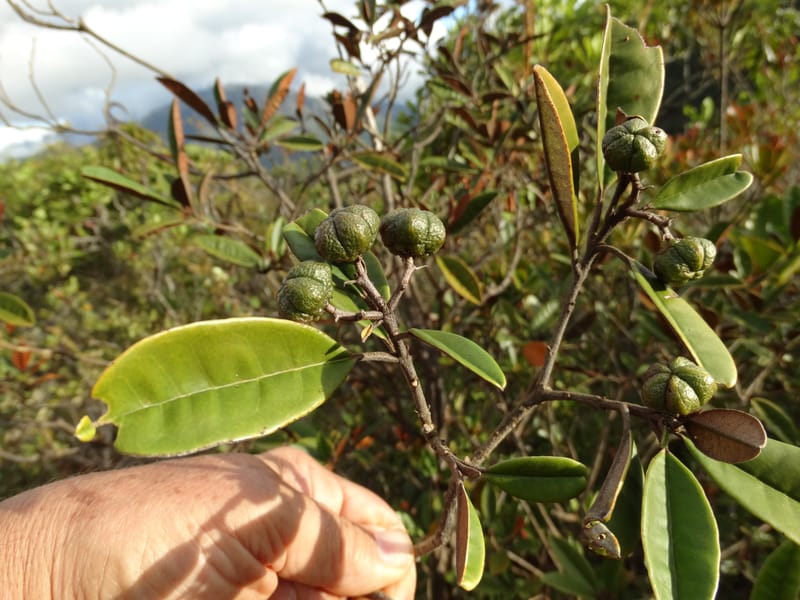 Myrtopsis, Lowry, P 7378--New Caledonia. Mont Dzumac. 12 Nov 2015. DSC01563 (631).JPG