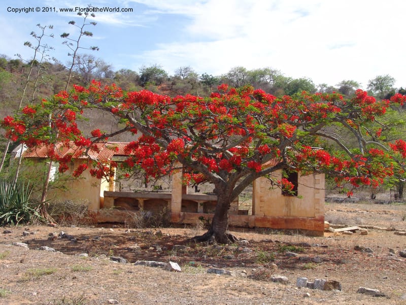 Delonix regia, ROR1560--Madag. Prov. Antsir. Orangea For. Pres. 9 Nov 06. 220 (3).jpg