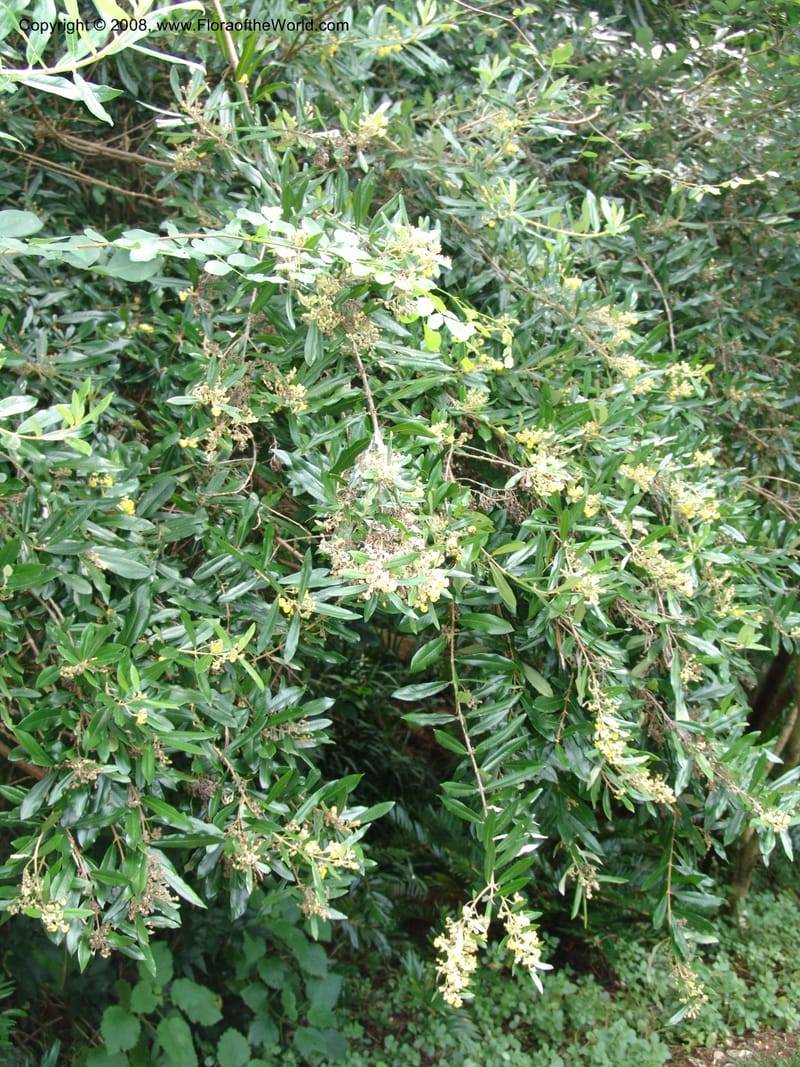 Anastrabe integerrima--So. Africa. Lowveld Nat. Bot. Gard. 14 Mch 05. 449.jpg