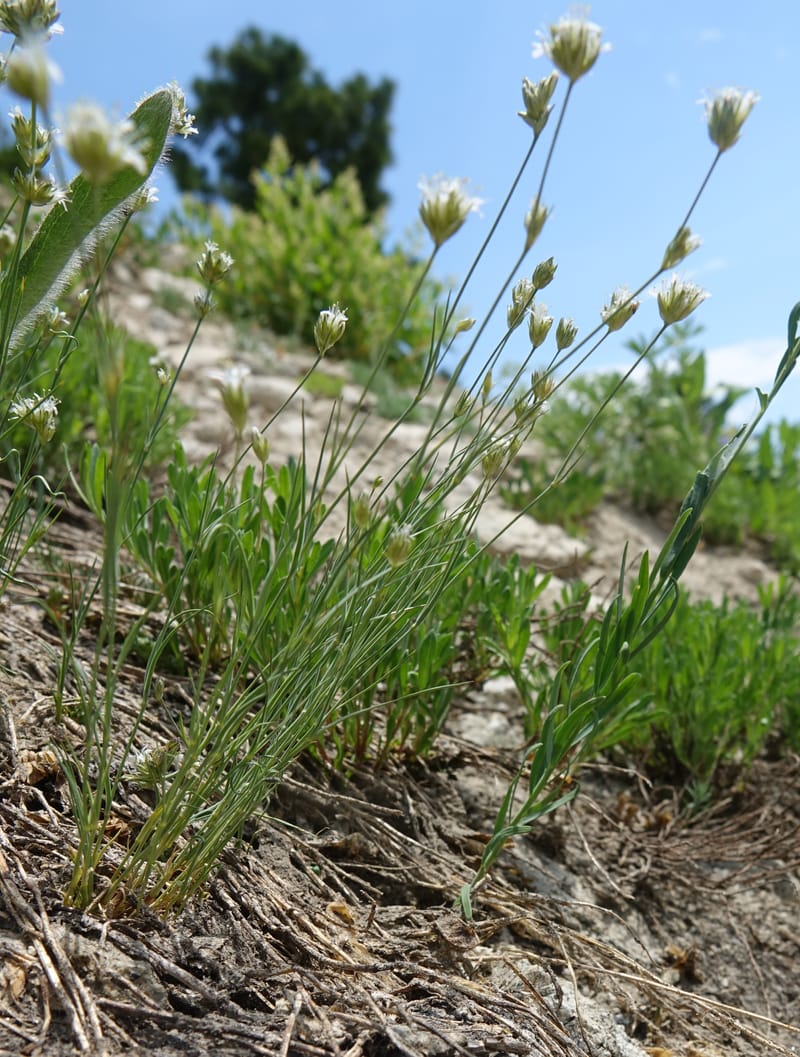 Eremogone congesta, C. Davidson 13712--ID. Boise Co. Scott Mtn. L.O. rd. 15 July 2017. DSC03279 (118).JPG