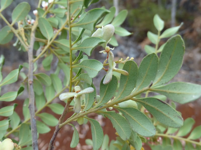 Guioa villosa, Callmander, M 1257--New Caledonia. Tiebaghi. 17 Nov 2015. DSC03437 (207).JPG