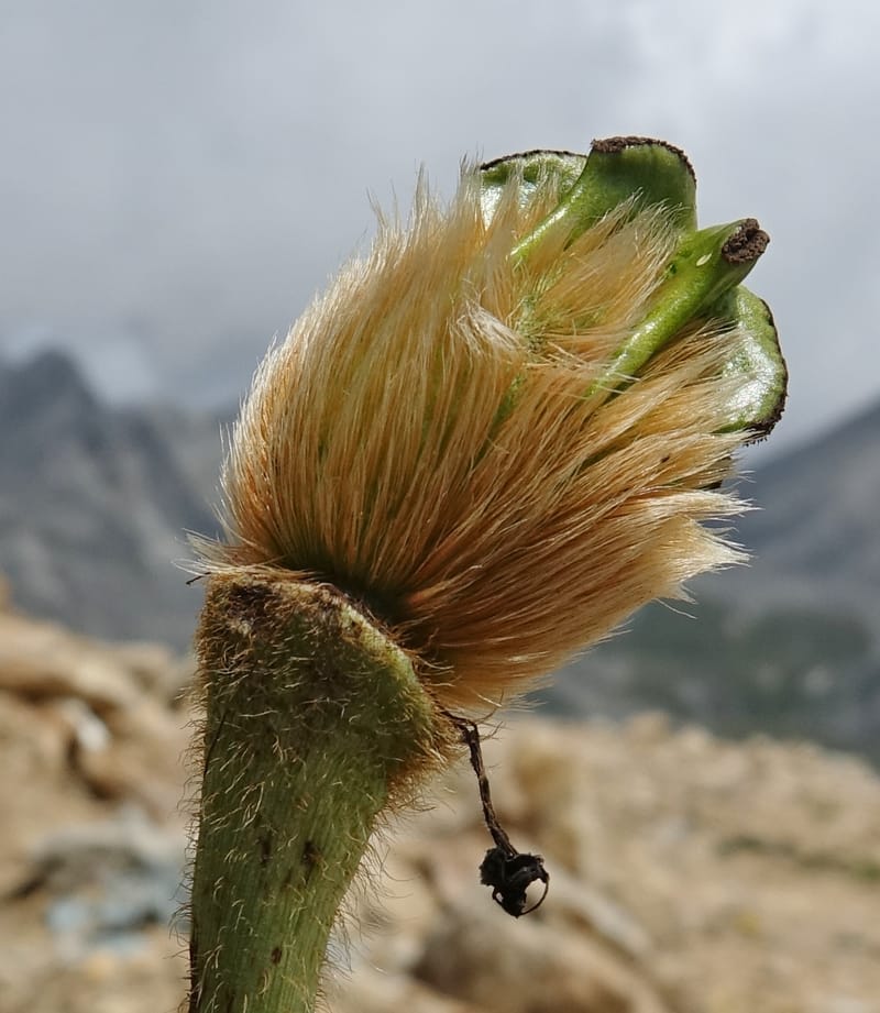 Meconopsis integrifolia subsp. integrifolia, D. Boufford 44063--China. Sichuan. Zhe Duo Shan. 17 Aug 2017. DSC06717 (413).JPG