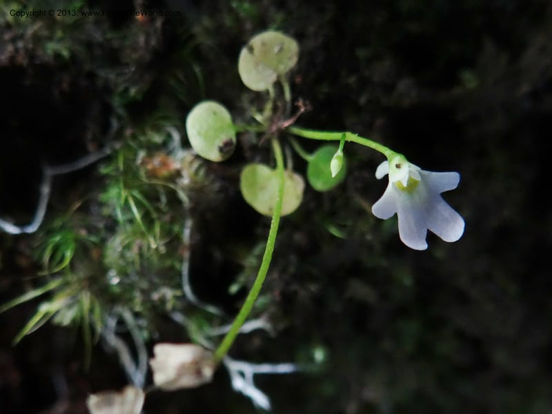 Utricularia, VC 5533--Thailand. Chiang Mai Prov. Doi Pha Hom Pok Nat. Park. 10 Nov 2012. DSC08349 (130).JPG