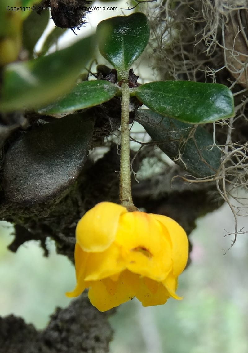 Berberis lutea, Ulloa, C 2493--Ecuador. Cotopaxi. 23 Apr 2015. DSC02466 (292).JPG