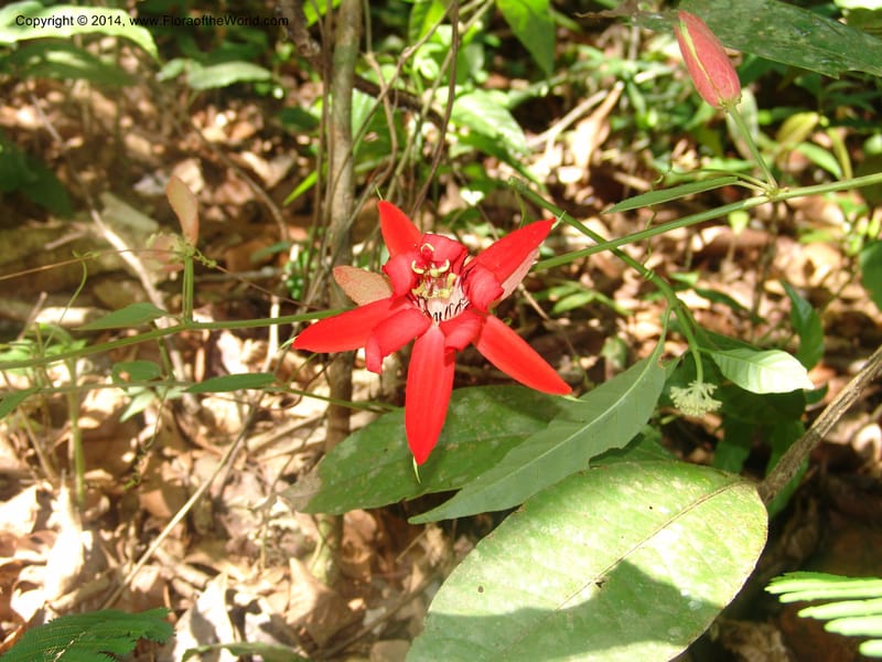 Passiflora, Farfan 805--Peru. Edo. Madre de Dios. Laguna Valencia. 22 Oct 05. 173.jpg