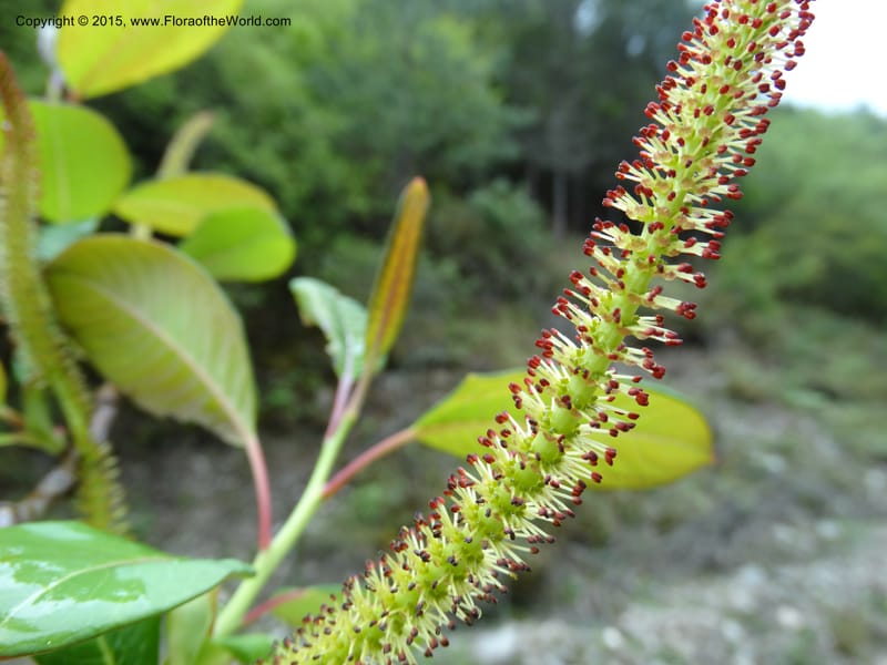 Salix, Boufford, D 43739--China. Sichuan. XinZhaZi Gou. 14 May 2014. DSC06426 (28).JPG