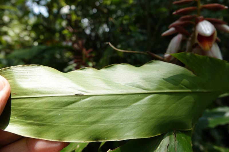 Alpinia blepharocalyx, D. Boufford 44112--China. Yunnan. Lao jun Shan. 30 Apr 2018. DSC00424 (211).JPG