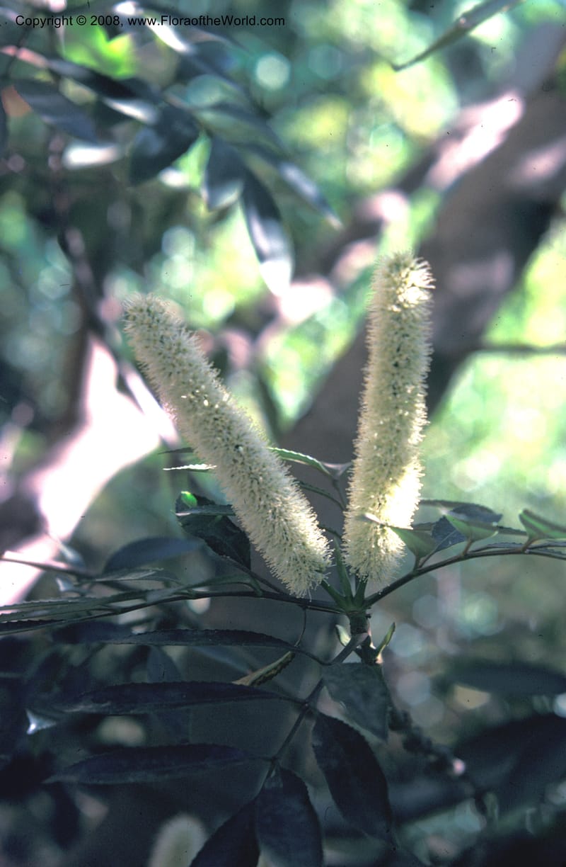 Cunonia capensis--CA. Los Angeles. UCLA Mathias Bot. Garden. 1974. 001B.jpg