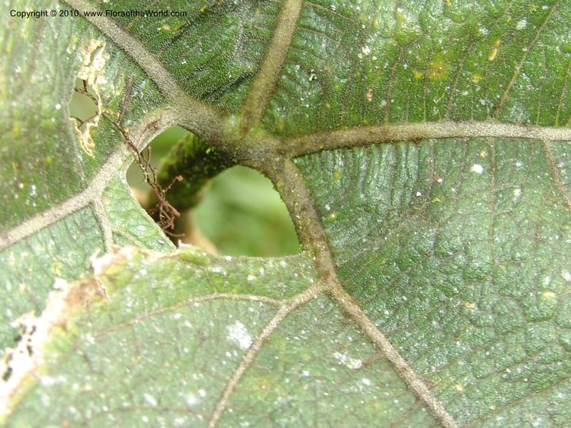 Gurania, Croat 95925--Ecuador. Edo. Pichincha. Bosque Nublado Sta. Lucia. 14 Mar 06. 395 (7).jpg