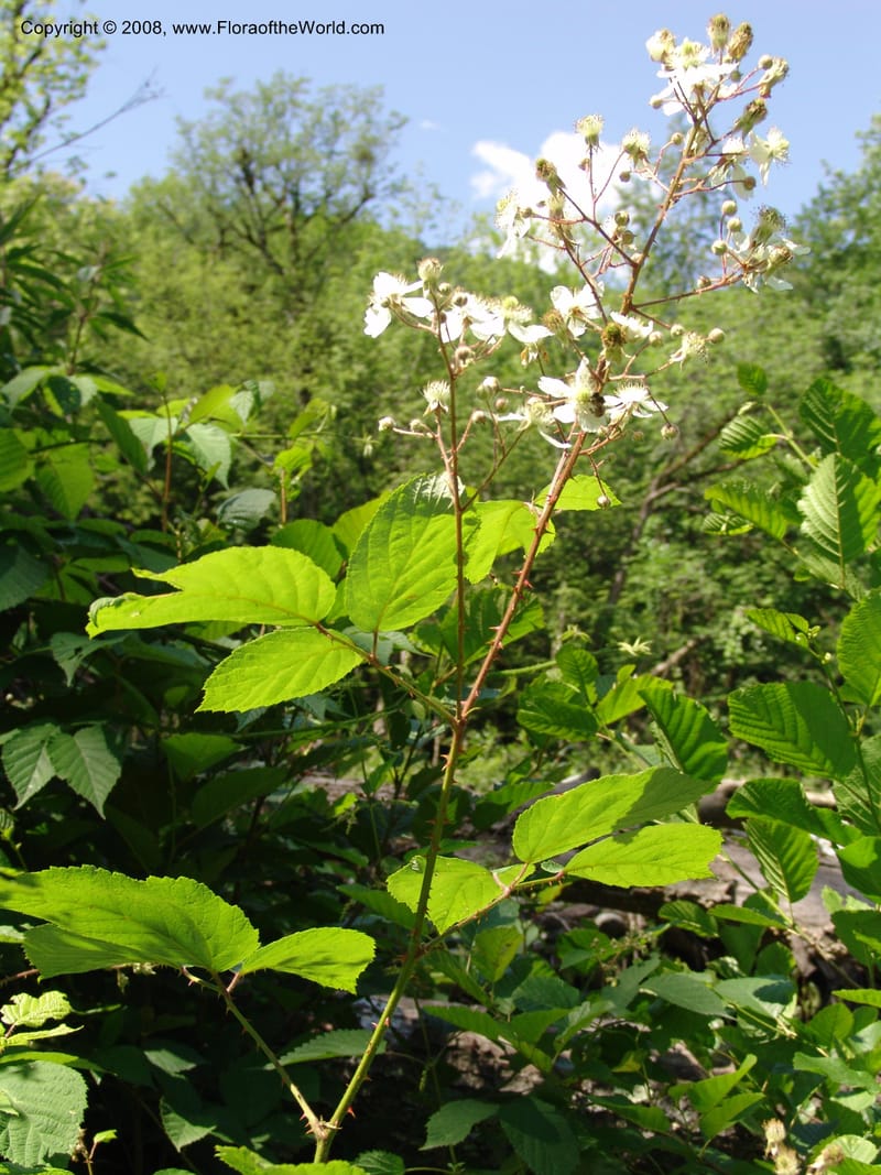 Rubus caucasicus--Georgia. Lagodekhi  Forest Reserve. 11 Jun 05. 159.jpg