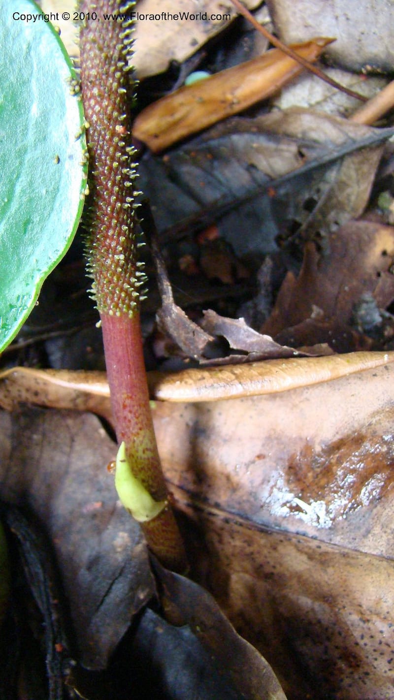 Peperomia...WDS#27264,Nicaragua,Matagalpa,La Selva Negra,16June2008 140.jpg
