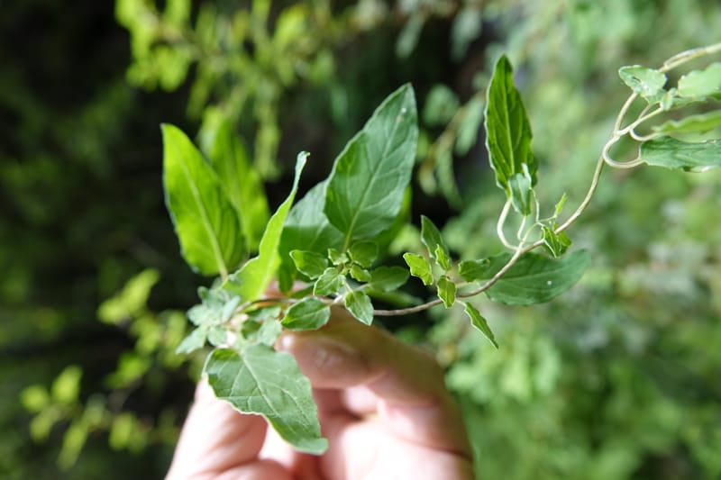 Codonopsis, C. Davidson 13768--China. Sichuan. Yibailingba-gou. 12 Aug 2017. DSC04660 (89).JPG