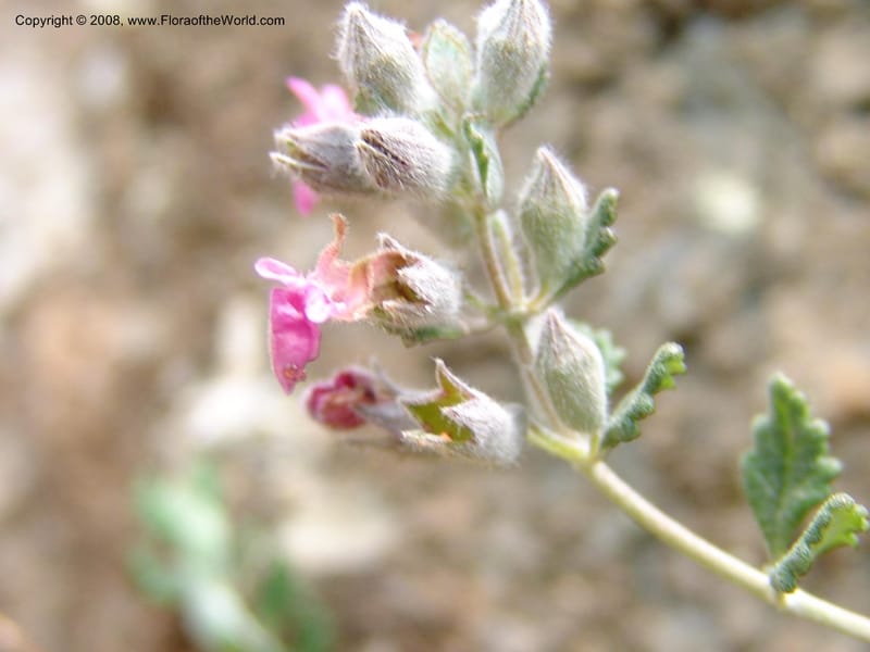 Teucrium divaricatum--Crete. Ep. Kisamos. Sirikari Gorge. 25 May 05. 247.jpg