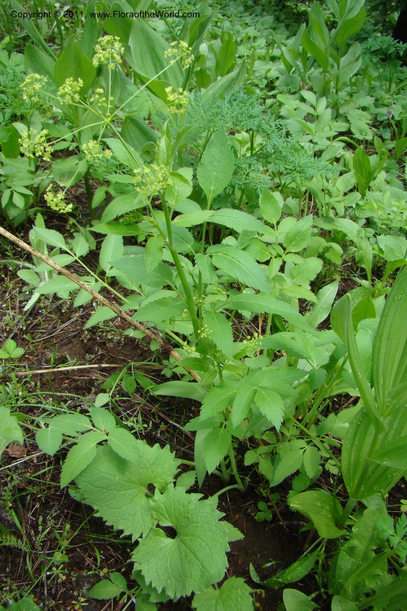 Osmorhiza purpurea, C. Davidson 11422--Idaho. Adams Co. Smokey Boulder Rd. 6 June 2009. 162.jpg
