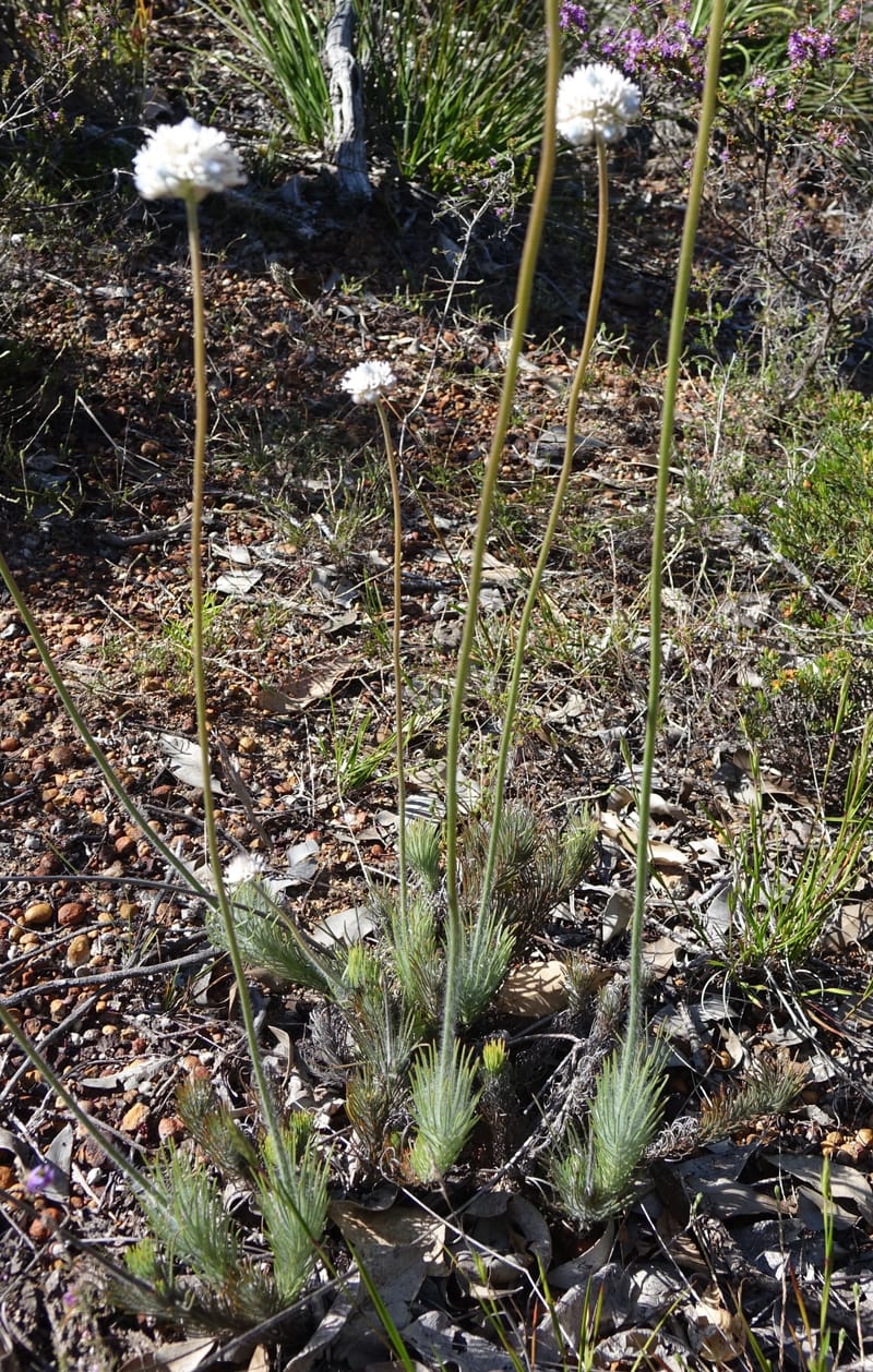 Isopogon dubius, C. Davidson 13384--Australia. W.A. Flora Rd. 22 Oct 2016. DSC03739 (192).JPG