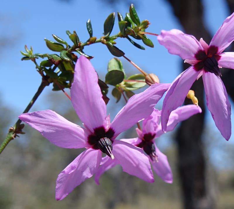 Tetratheca hirsuta subsp. viminea, Davidson, C 13375--Australia. W.A. Koondoola Bushland. 22 Oct 2016. DSC03457 (147).JPG