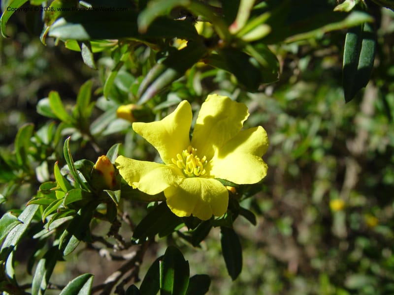 Hibbertia cuneiformis, 81.0650--CA. UC Berkeley Bot. Gard. 10 Feb 04. 032.jpg