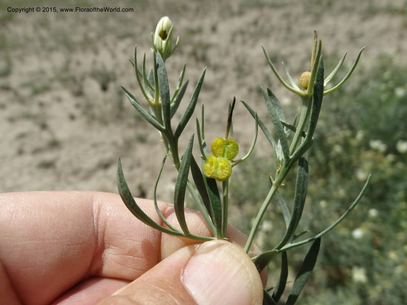 Peganum harmala, Davidson, C 12436--Georgia (Caucasus). Kakheti Region. (Kiziki). Toward Vashlovani. 6 Jun 2014. DSC07328 (489).JPG