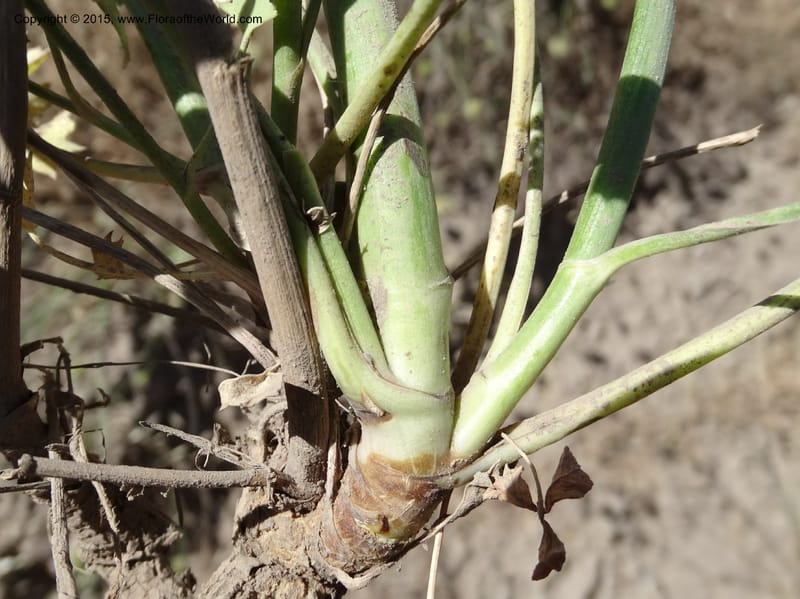 Asteriscium chilensis, Davidson, C 12819--Chile. Ruta J-55 east of Talca. 27 Nov 2014. DSC08479 (87).JPG