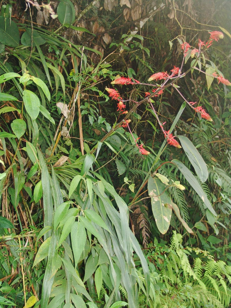 Pitcairnea, Croat, 94651--Ecuador. Prov. Pichincha. Nono-Tandayapa. 14 Feb 05.  363a (7).jpg