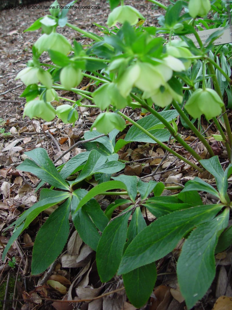 Helleborus orientalis, 87.0337--CA. UC Berkeley Bot. Gard. 11 Feb 03. 061.jpg