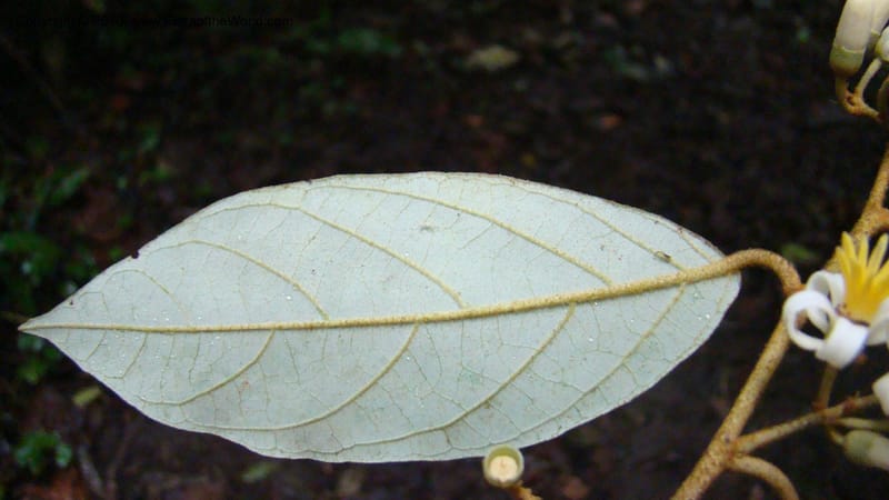 Styrax nicaraguensis,WDS#27263,Nicaragua,Matagalpa,La Selva Negra,16June2008 147.jpg