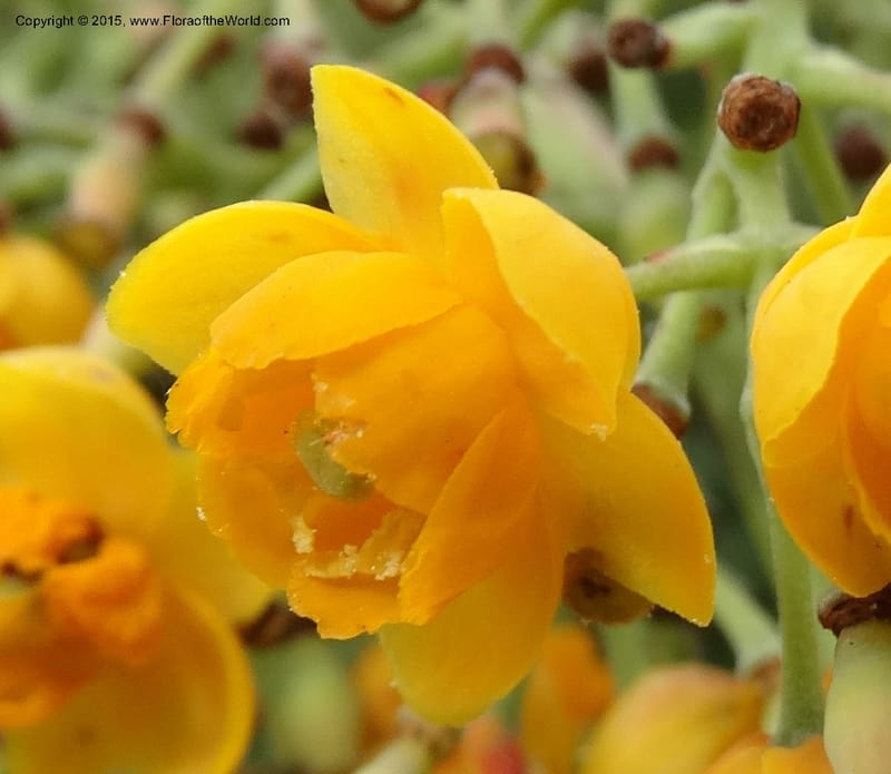 Berberis jamesonii, Ulloa, C 2504--Ecuador. Antesana. Lga. Sta. Lucia. 24 Apr 2015. DSC02778 (149).JPG