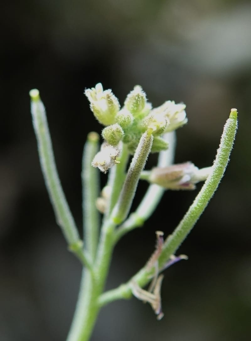 Arabis pycnocarpa var. pycnocarpa, D. Boufford 44001--China. Sichuan. Yibailingba-gou. 12 Aug 2017. DSC04660 (137).JPG