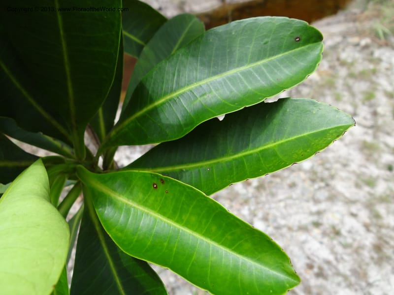 Tetramerista glabra, SAN.153201--Sabah. Klias Forest Reserve. 3 Apr 2012. DSC06489 (127).JPG