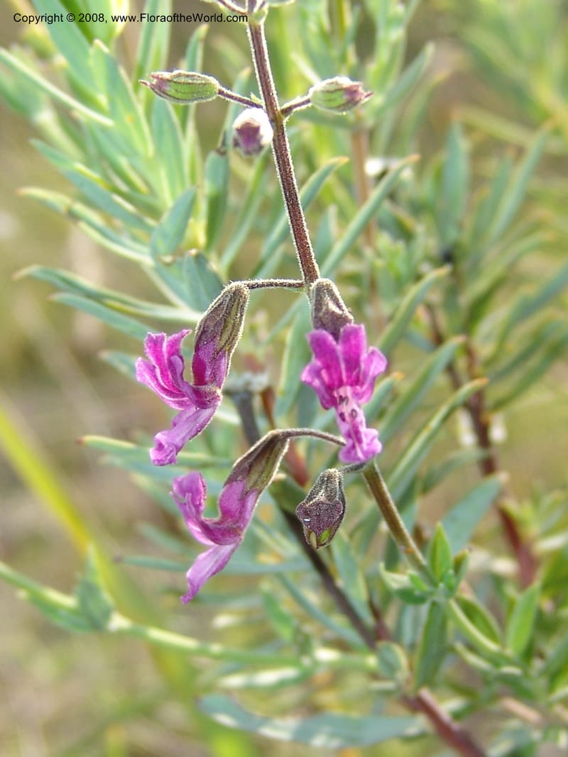 Syncolostemon cf--So.Africa. Mpumal. R577 N of Lydenburg. 16 Mch 05. 119.jpg