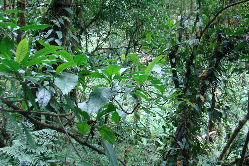 Pavetta hymenophylla, WKindeketa2985--Tanz. Rungwe Distr. Rungwe For. Res. 24 Jan 08. 177.jpg