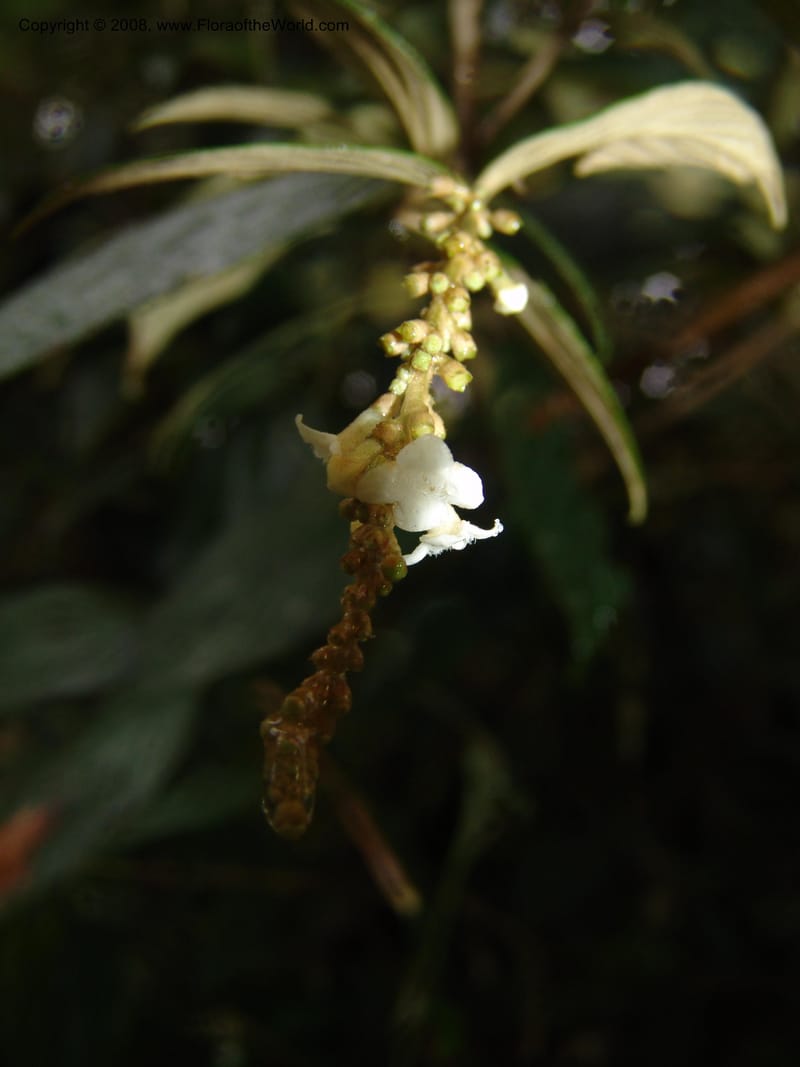 Gonzalagunia dependens, Croat94382--Ecuador. Prov. Pichincha. Reserva Bellavista. 9 Feb 05. 051.jpg