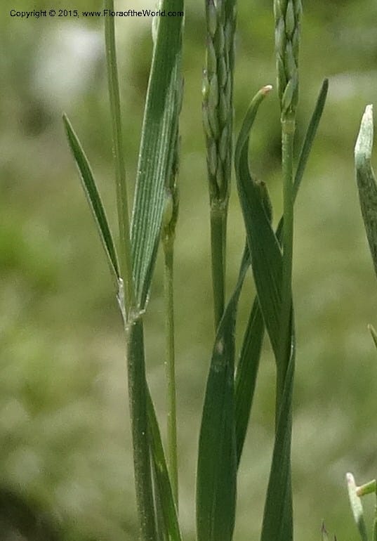 Sporobolus, Davidson, C 12579--Idaho. Valley Co. Lick Cr. Summit. 14 Jul 2014.  (123).JPG