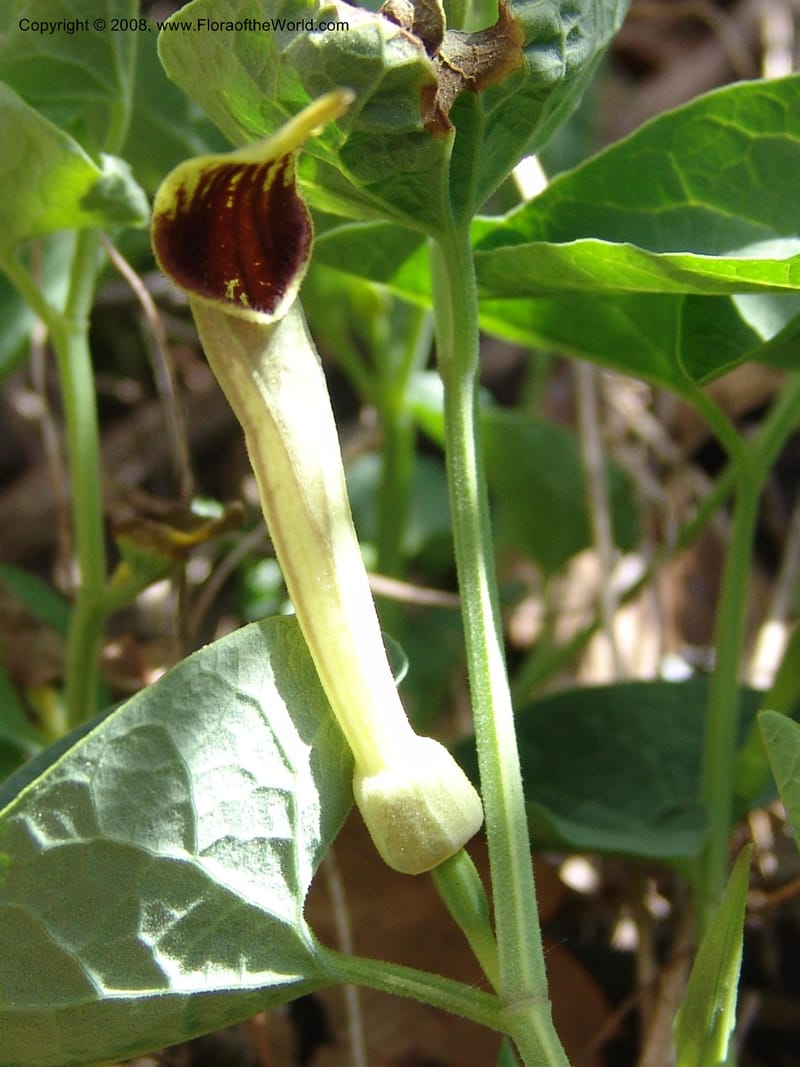 Aristolochia paucinervis--Spain. Pr.Granada. Trail upslope from Pampaneira. 20 Apr 05. 027.jpg