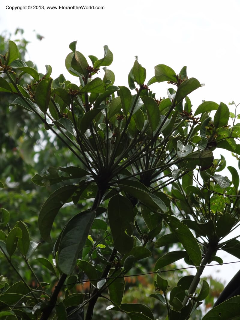 Aralia, SAN.153245--Malaysia, Sabah. Tawai For. Res. 9 Apr 2012. DSC07890 (74).JPG