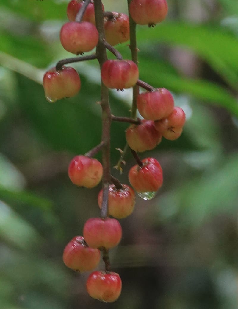 Thecacoris, C. Davidson 14074--Gabon. Raponda-Wallker. 28 Oct 2019. DSC02420 (15).JPG